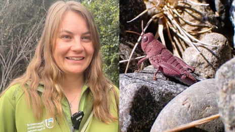 ‘Exceptionally rare’ pink grasshopper spotted in New Zealand ‘Exceptionally rare’ pink grasshopper spotted in New Zealand