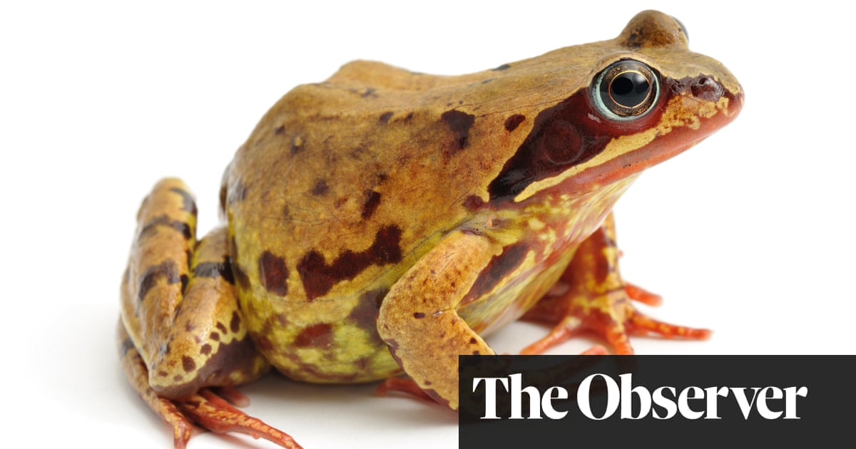 Mass frog burial baffles experts at iron age site near Cambridge