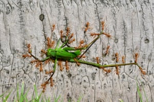 Green tree ants