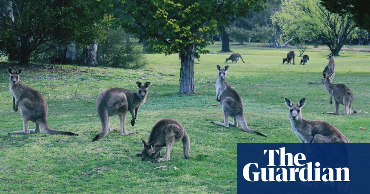 Oregon plan to ban sale of kangaroo products is ‘emotive misinformation’, says industry