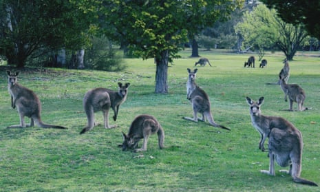 A group of grey kangaroos on grassy field