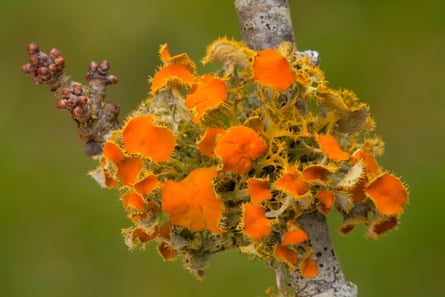 Goldeneye lichen, Teloschistes chrysophthalmus, on blackthorn twig