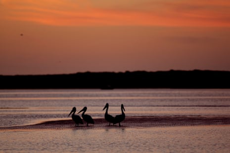 Birds at sunrise in the Coorong near the mouth of the Murray River