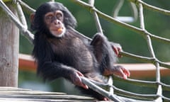 Thelma, Monkey World Ape Rescue Centre, Dorset