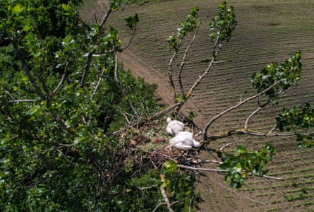A nest with two white eagle chicks in it, seen from above.