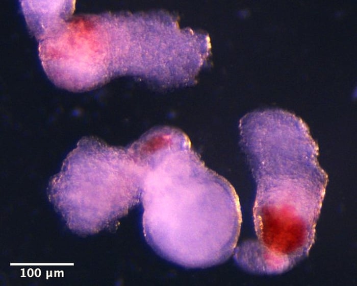 Lab-grown human embryo model produces blood cells