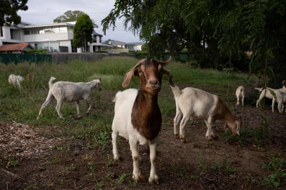 Michael Blewitt’s rental goats graze on weeds at Strathfield girls high school