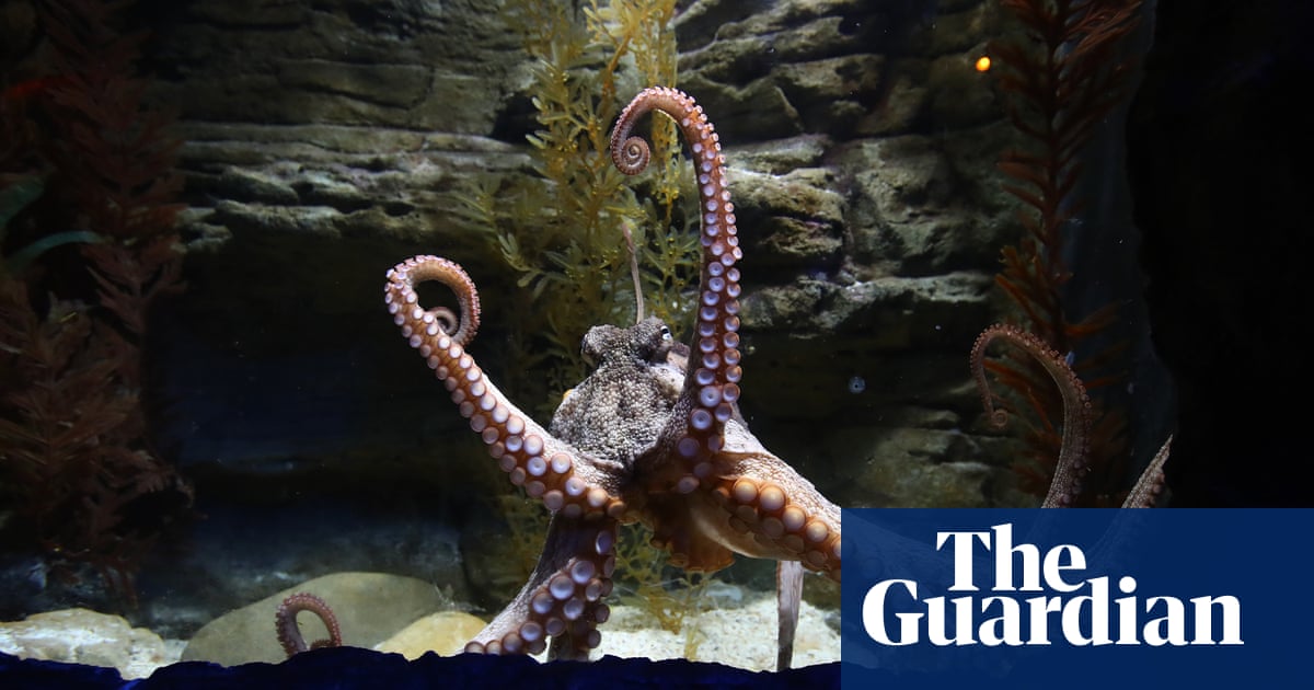 Octopuses throw objects at one another, researchers observe