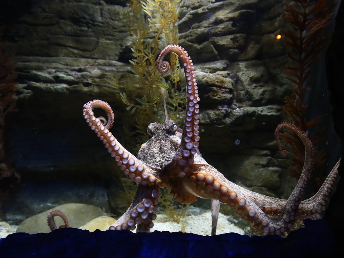Octopuses throw objects at one another, researchers observe | Science | The  Guardian