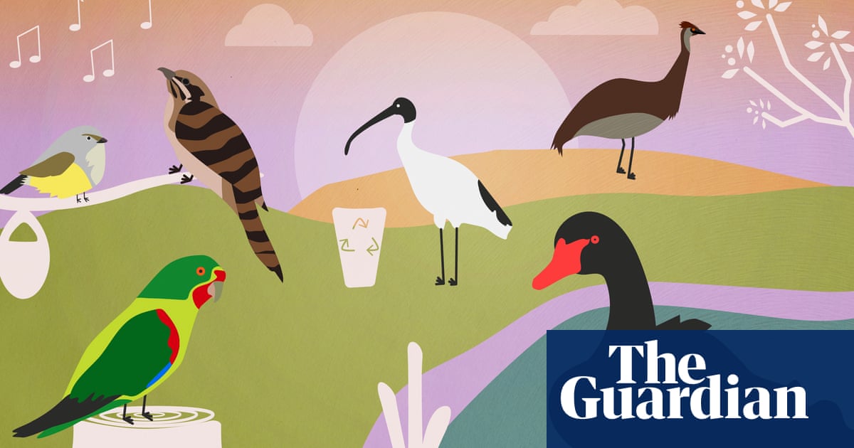 Bird of the year 2025 six underbirds that deserve your vote