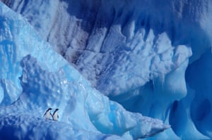 Gallery 3: third place | Two adelie penguins (Pygoscelis adeliae) on an iceberg (Antarctica)