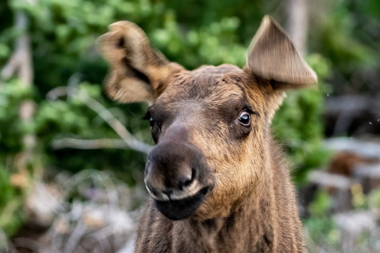‘No chain stores, but moose on every corner’: as Colorado herds thrive, clashes with people rise A baby moose in Rocky Mountain national park. Scientists may start using contraceptives to curb moose numbers as the herds grow above sustainable levels. Photograph: John Morrison/Getty