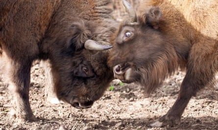 The Kent bison.