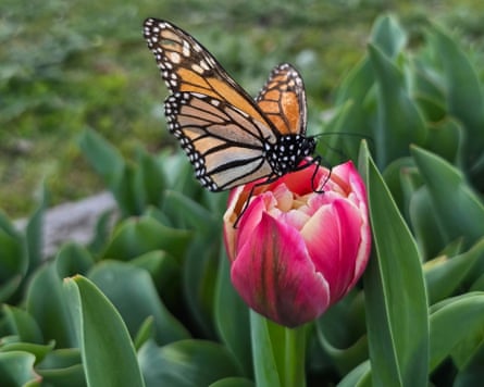 Monarch butterflies settle on tulips at the Nannup Flower & Garden Festival.