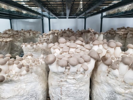 rows of white and beige mushrooms