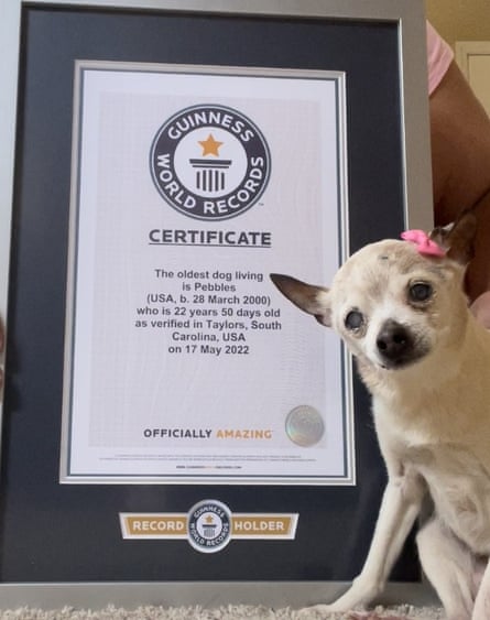 Certificat Guinness World Records de Pebbles.