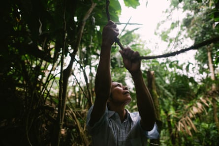 Jorge Zukanká, 47, collects ayahuasca vine for a ritual