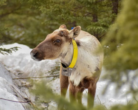 A young caribou with a yellow ID band round its neck.