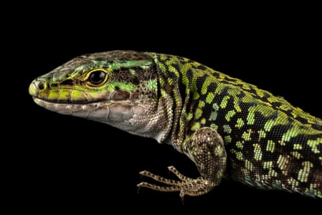 The dark head of a lizard with green markings