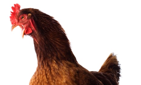 ‘To me, a chicken worth eating tastes like a chicken that had a life worth living’.