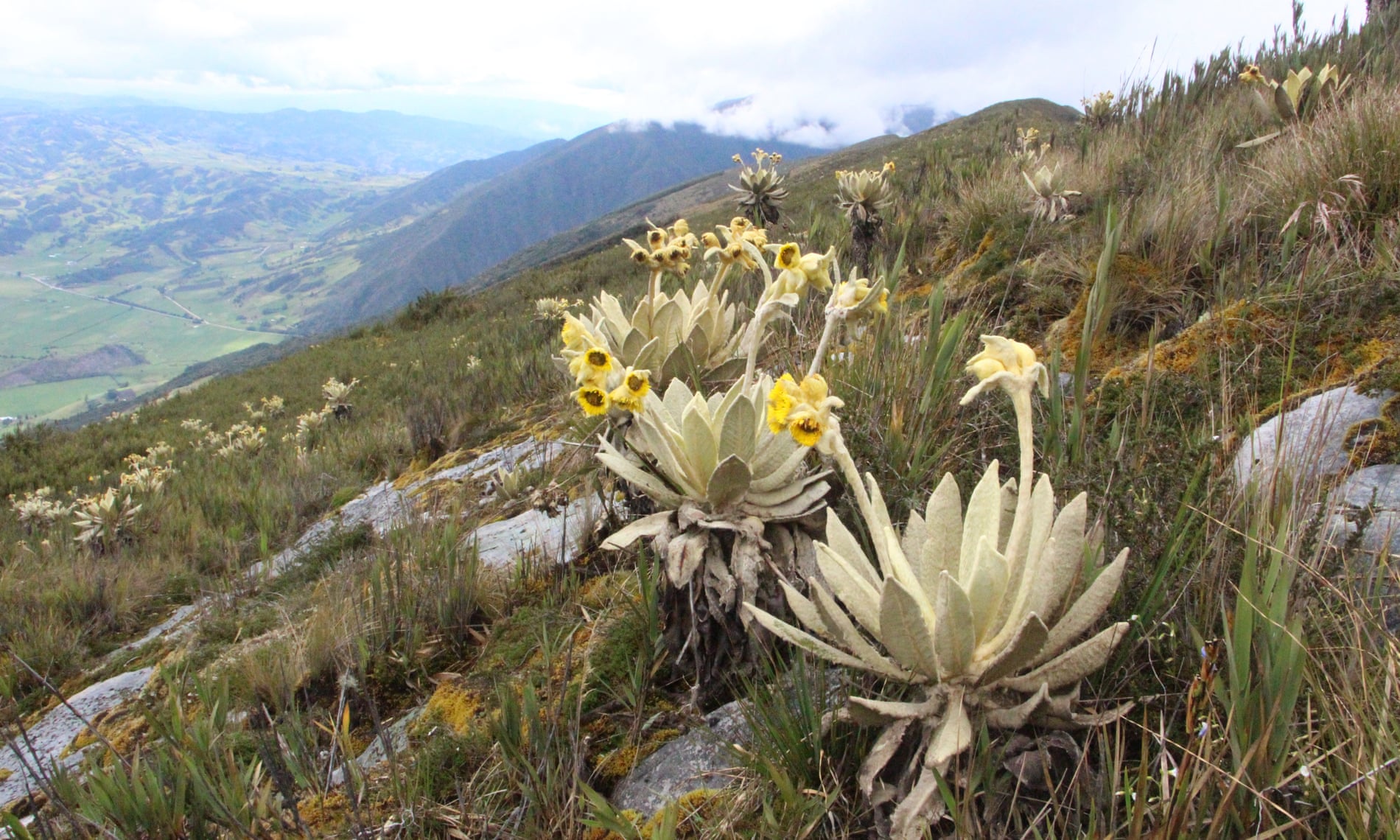 A groundbreaking study reveals untapped regions that may host thousands of undiscovered plant species facing extinction.