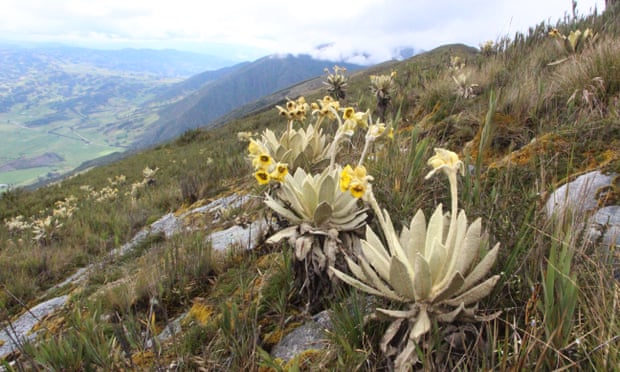 Espeletia barclayana, in Colombia’s montane tropical biome, is classified as ‘near threatened’. The ‘dark spots’ in the study are often biodiversity ‘hotspots’. Photograph: M Diazgranados/RBG Kew Espeletia barclayana, in Colombia’s montane tropical biome, is classified as ‘near threatened’. The ‘dark spots’ in the study are often biodiversity ‘hotspots’. Photograph: M Diazgranados/RBG Kew