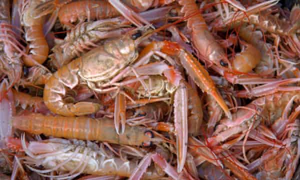 Clyde’s fish stocks start to recover – with a different fish than before | Fishing Clyde’s fish stocks start to recover – with a different fish than before | Fishing