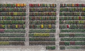 Tulip Fields As Abstract Art Bernhard Lang S Amazing Aerial