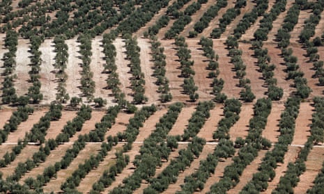 hundreds of olive trees