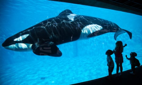 Young children get a close-up view of an orca during a visit to the animal theme park SeaWorld in San Diego, California.