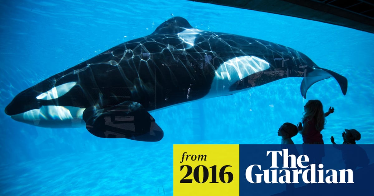 Jean-Michel Cousteau: SeaWorld should set captive orcas free