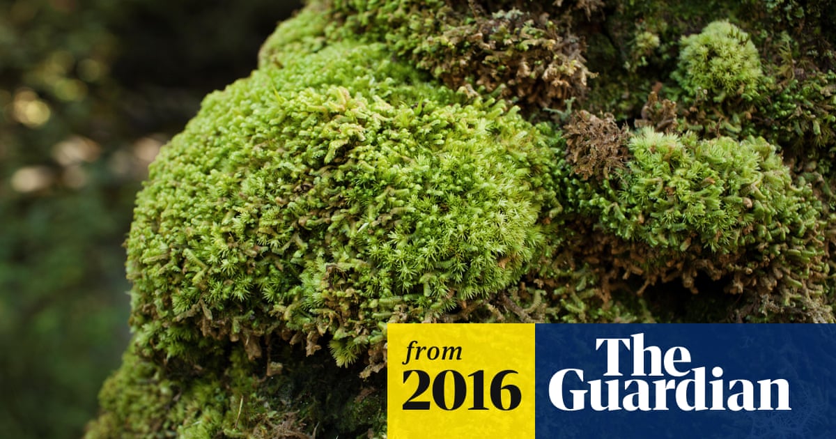 How Humble Moss Healed the Wounds of Thousands in World War I, Science