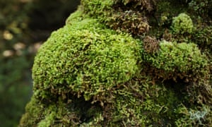 Low-growing moss drew carbon from the air, created topsoil for the first vascular plants, and in 40 million years or so increased oxygen in the atmosphere to levels that endure today.