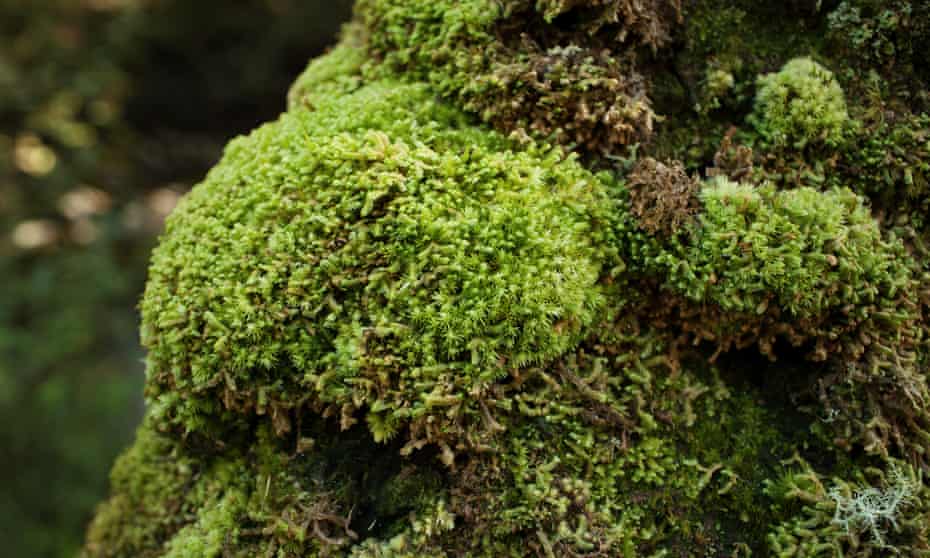 All Hail The Humble Moss Bringer Of Oxygen And Life To Earth Evolution The Guardian