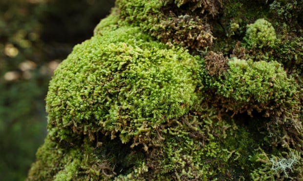 Low-growing moss drew carbon from the air, created topsoil for the first vascular plants, and in 40 million years or so increased oxygen in the atmosphere to levels that endure today.