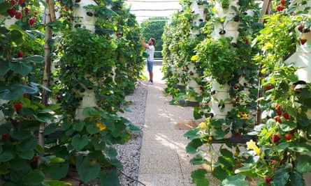 Strawberries growing at one of the other rooftop farms in Paris run by Agripolis.