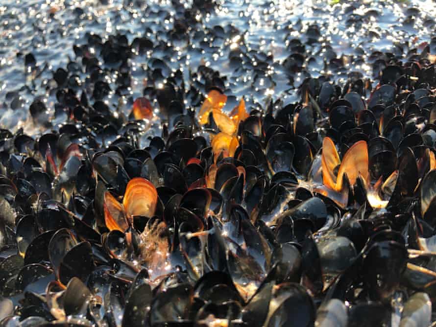 CAMBIO CLIMÁTICO: Aparecen millones de mejillones y almejas calcinados por la ola de calor en Canadá