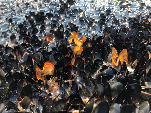 ‘A square meter of mussel bed could be home to several dozen or even one hundred species,’ said Christopher Harley.