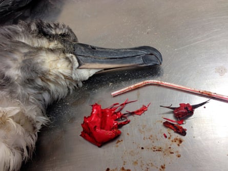 This December 2016 photo, provided by the Commonwealth Scientific and Industrial Research Organization, shows a dead shearwater bird resting on a table next to a plastic straw and pieces of a red balloon found inside it on North Stradbroke Island, off the coast of Brisbane, Australia.