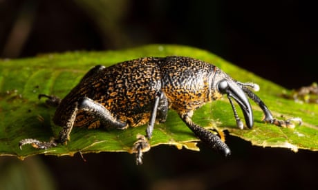 Weevil (family Curculionidae) on a leaf in montane rainforest at 2,000m elevation, Cordillera del Toisan, Los Cedros Biological Reserve, September 201<br>2DHARCH Weevil (family Curculionidae) on a leaf in montane rainforest at 2,000m elevation, Cordillera del Toisan, Los Cedros Biological Reserve, September 201