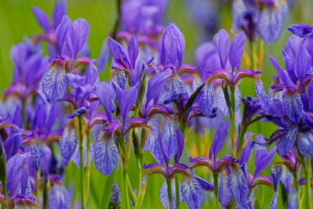 Siberian irises (Iris sibirica).