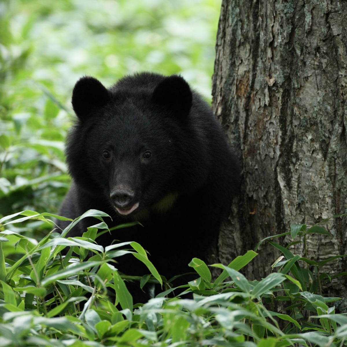 Ursine Terror Plea To Improve Habitat After Spate Of Bear Attacks In Japan Japan The Guardian Ursine Terror Plea To Improve Habitat After Spate Of Bear Attacks In Japan Japan The Guardian