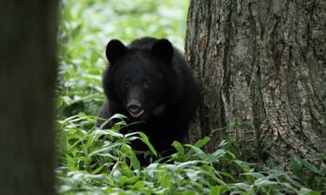 A black bear in northern Japan