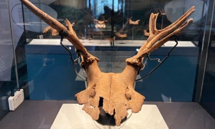 An antler headdresses worn by the Mesolithic community at Star Carr, on display at the Yorkshire Museum.