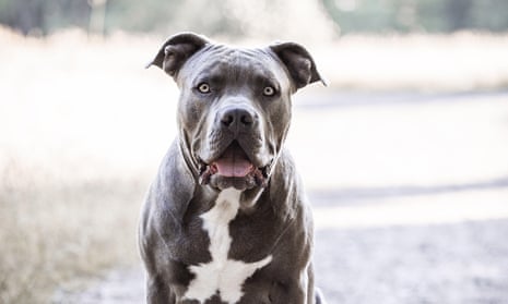 Dangerous dog breeds: Why are pit bull-like dogs controversial? - Vox