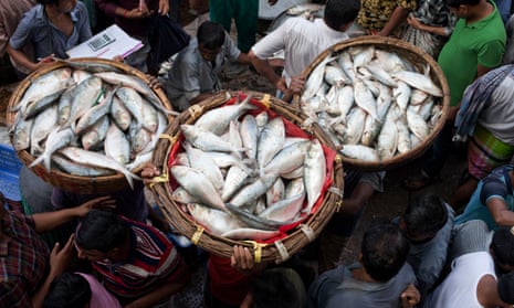Bangladesh’s national fish, Hilsa