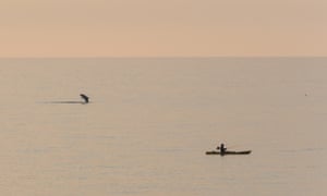 A kayaker and a dolphin in Cardigan Bay.