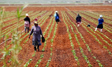 Farm workers stand in a field at a farm in Klippoortie, east of Johannesburg, where Gulf states are looking to invest