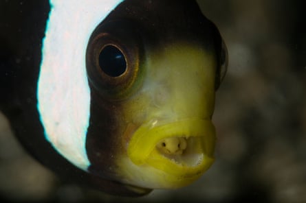 Saddleback clownfish (Amphiprion polymnus) with a tongue-eating louse (Cymothoa exigua), seen in Lembeh Strait, Bitung, Indonesia.