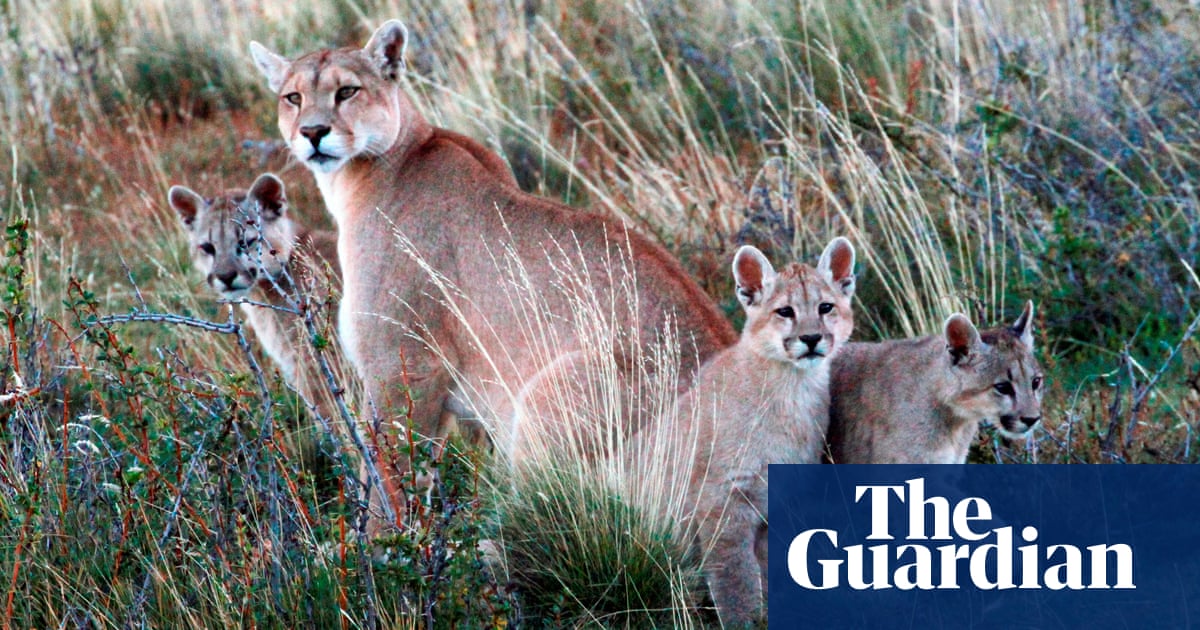 Lights, dogs, action! Patagonia project to keep pumas from preying on sheep